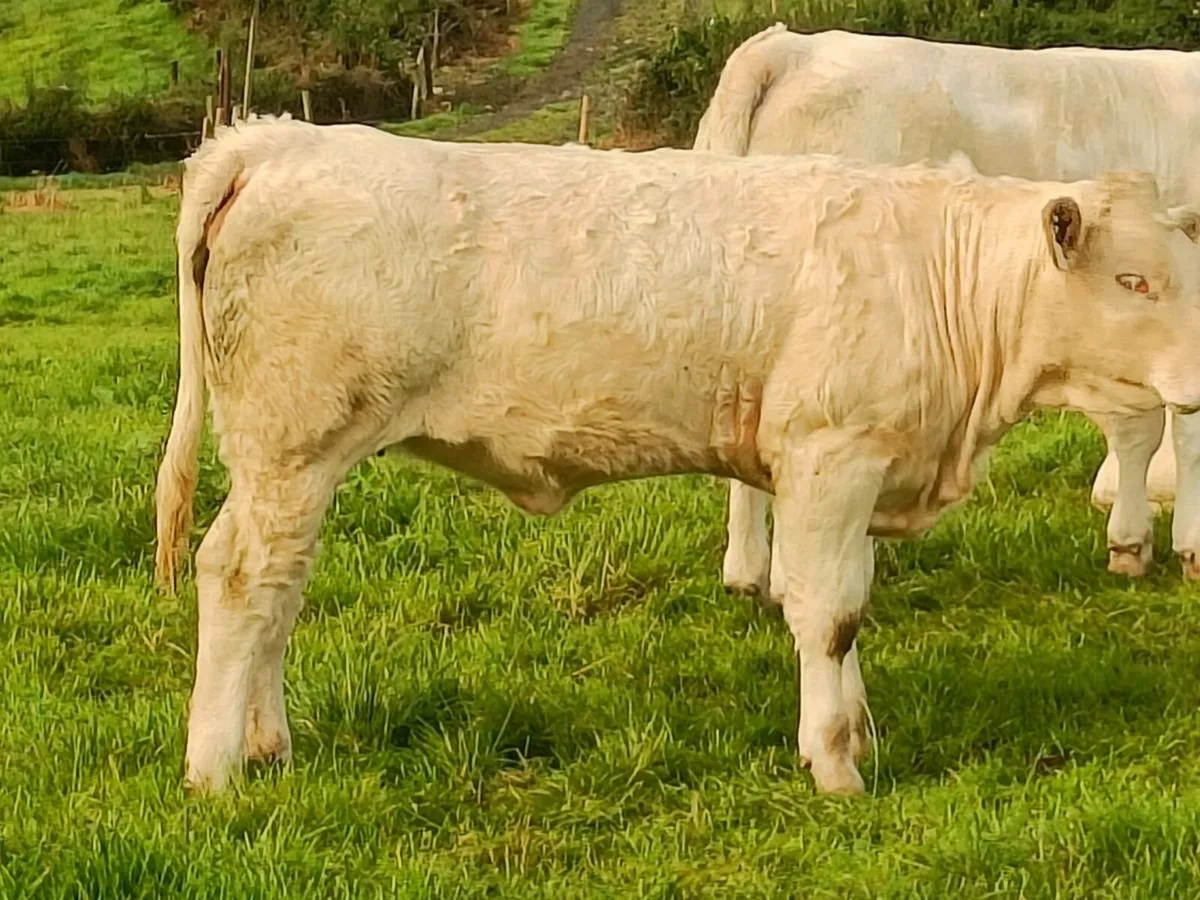 PBR CHAROLAIS HEIFERS - Image 4