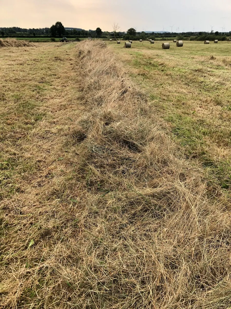 Rushy hay - Image 1