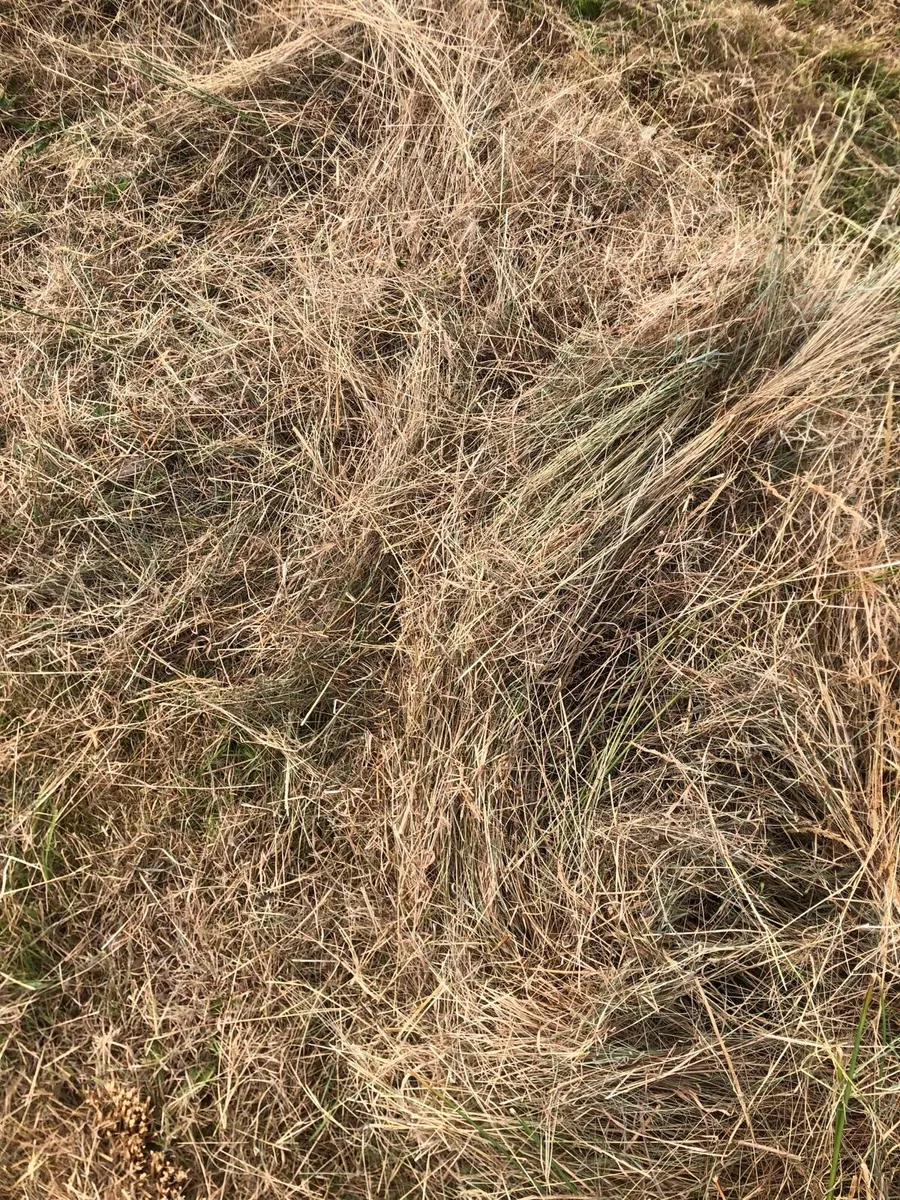 Rushy hay - Image 2