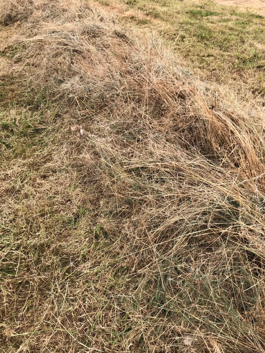 Rushy hay - Image 3