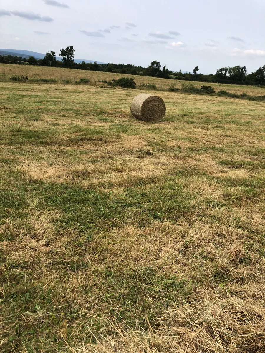 Rushy hay - Image 4