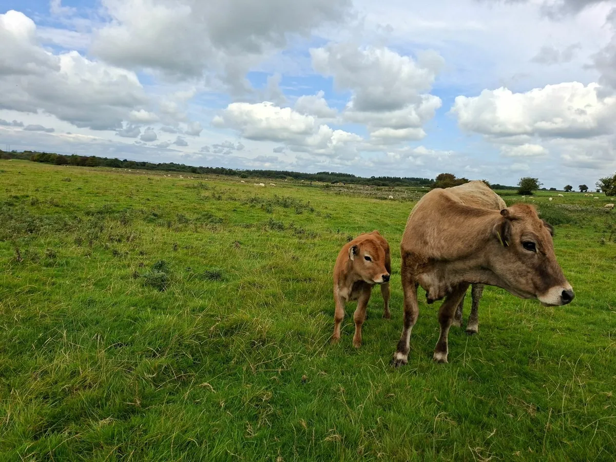 Aubrac  first calf  with Heifer PBR - Image 2