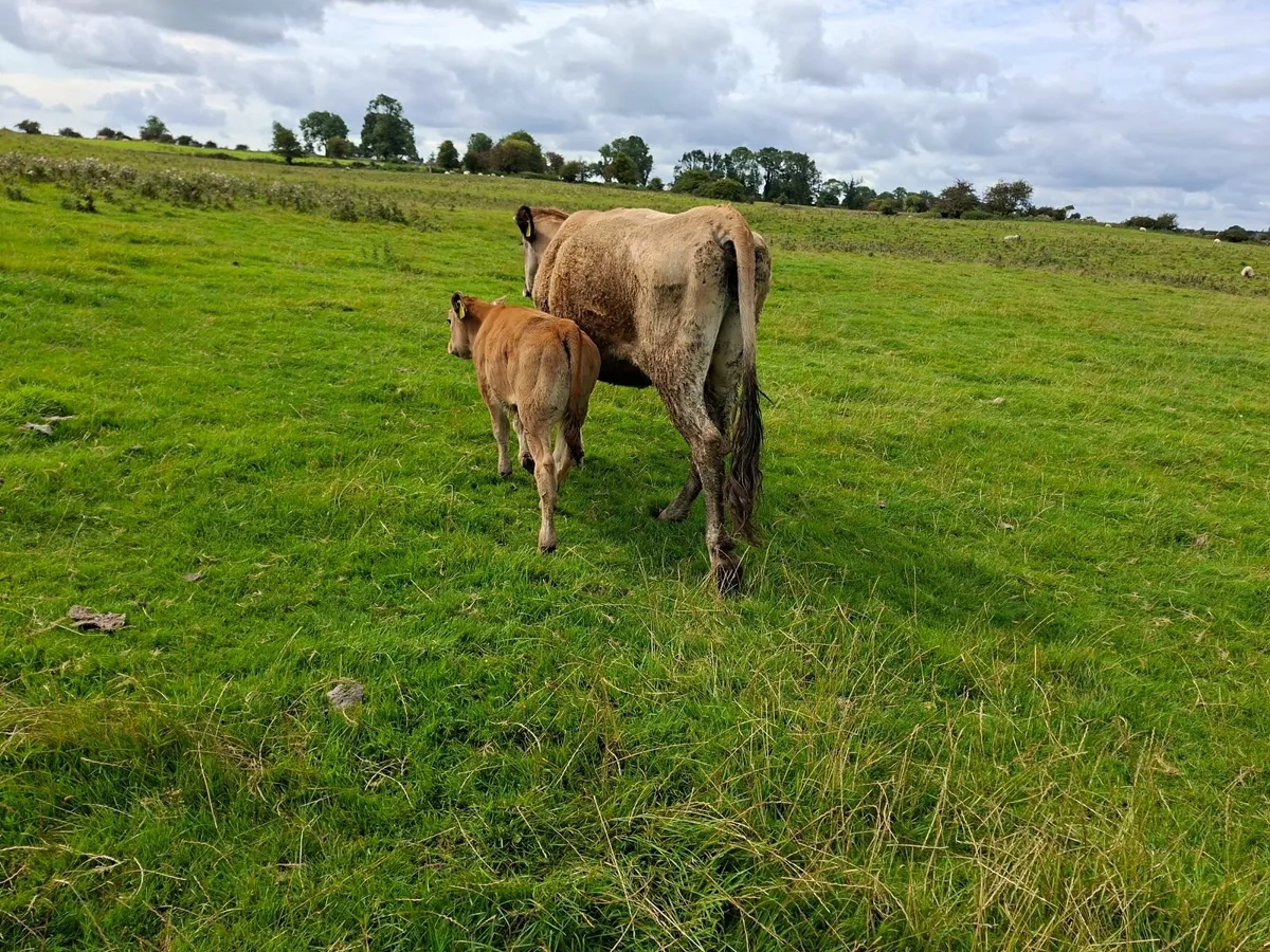 Aubrac  first calf  with Heifer PBR - Image 3