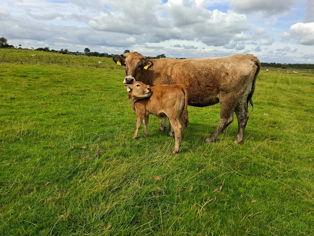 Aubrac  first calf  with Heifer PBR - Image 4
