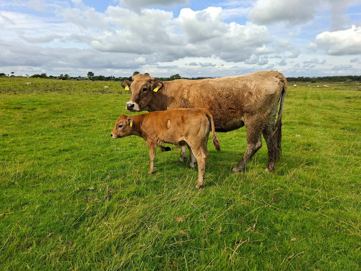 Aubrac  first calf  with Heifer PBR - Image 1