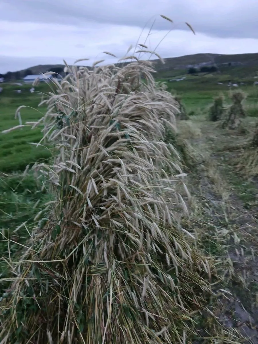 Thatching rye - Image 1