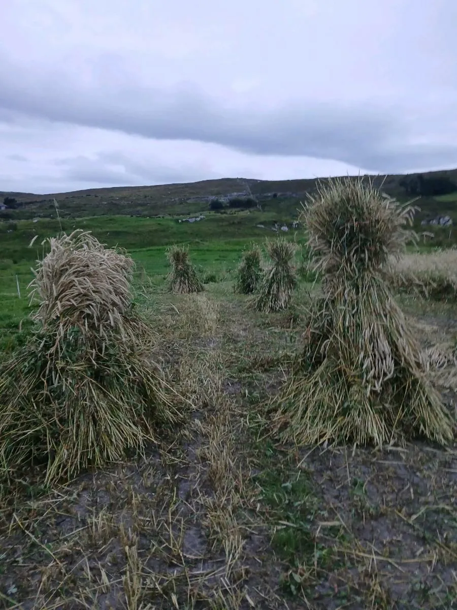Thatching rye - Image 2