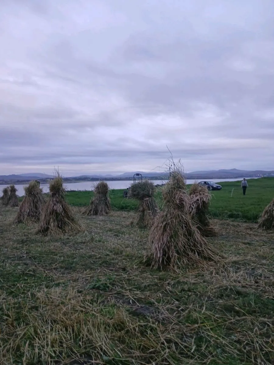 Thatching rye - Image 3