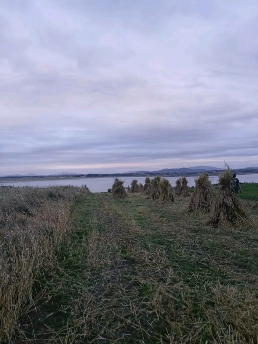 Thatching rye - Image 4