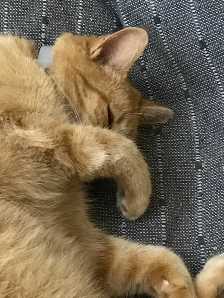 Cat Ginger Tom loves to be out at night - Image 2