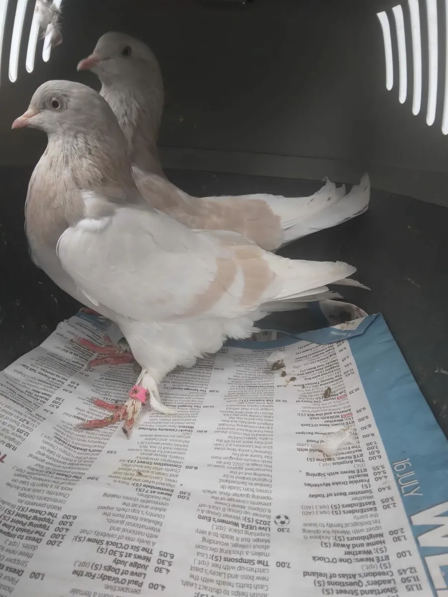 Pigeons - Image 2