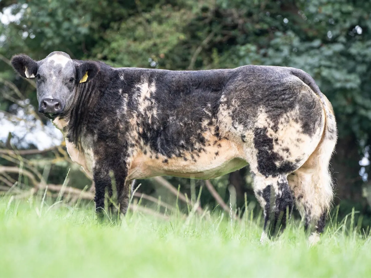 Show heifer forsale tomorrow - Image 1