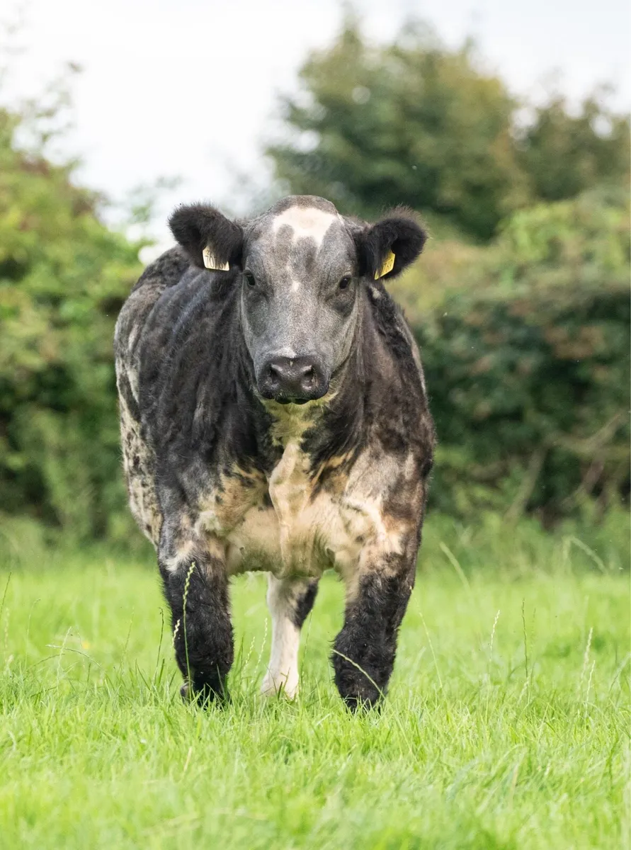 Show heifer forsale tomorrow - Image 2