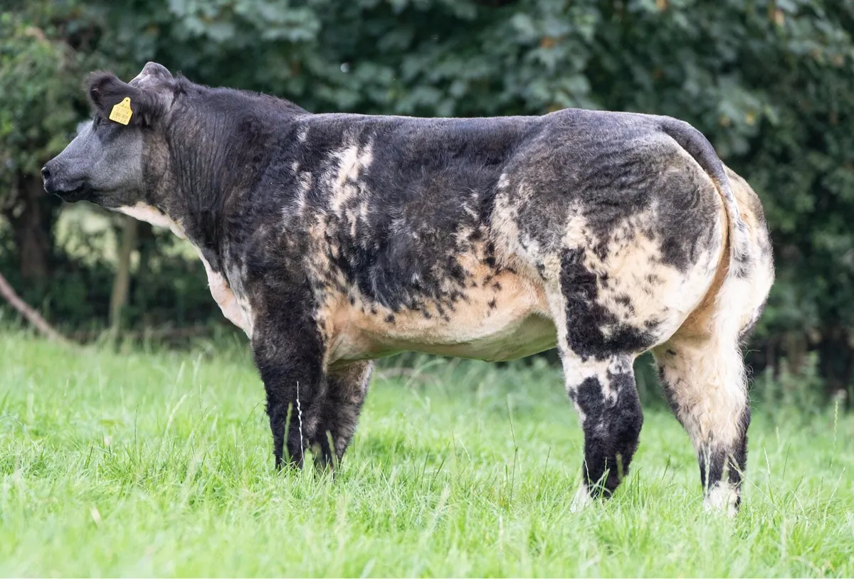 Show heifer forsale tomorrow - Image 3