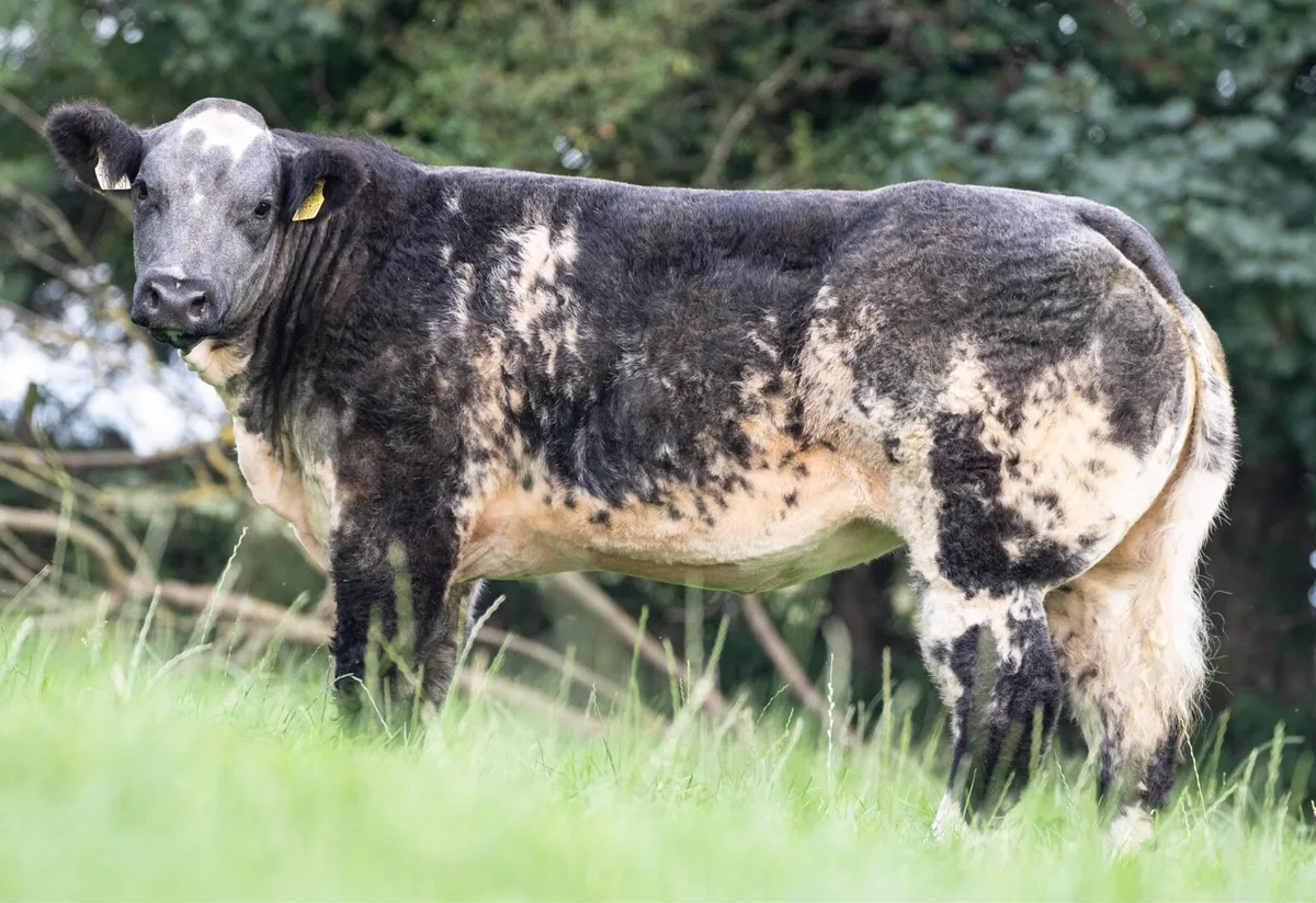 Show heifer forsale tomorrow - Image 4