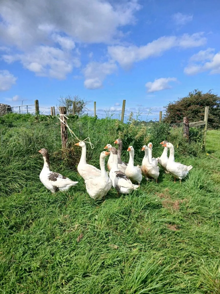 Geese for sale - Image 1