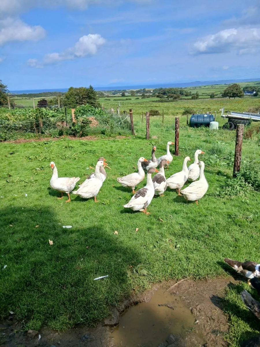 Geese for sale - Image 2