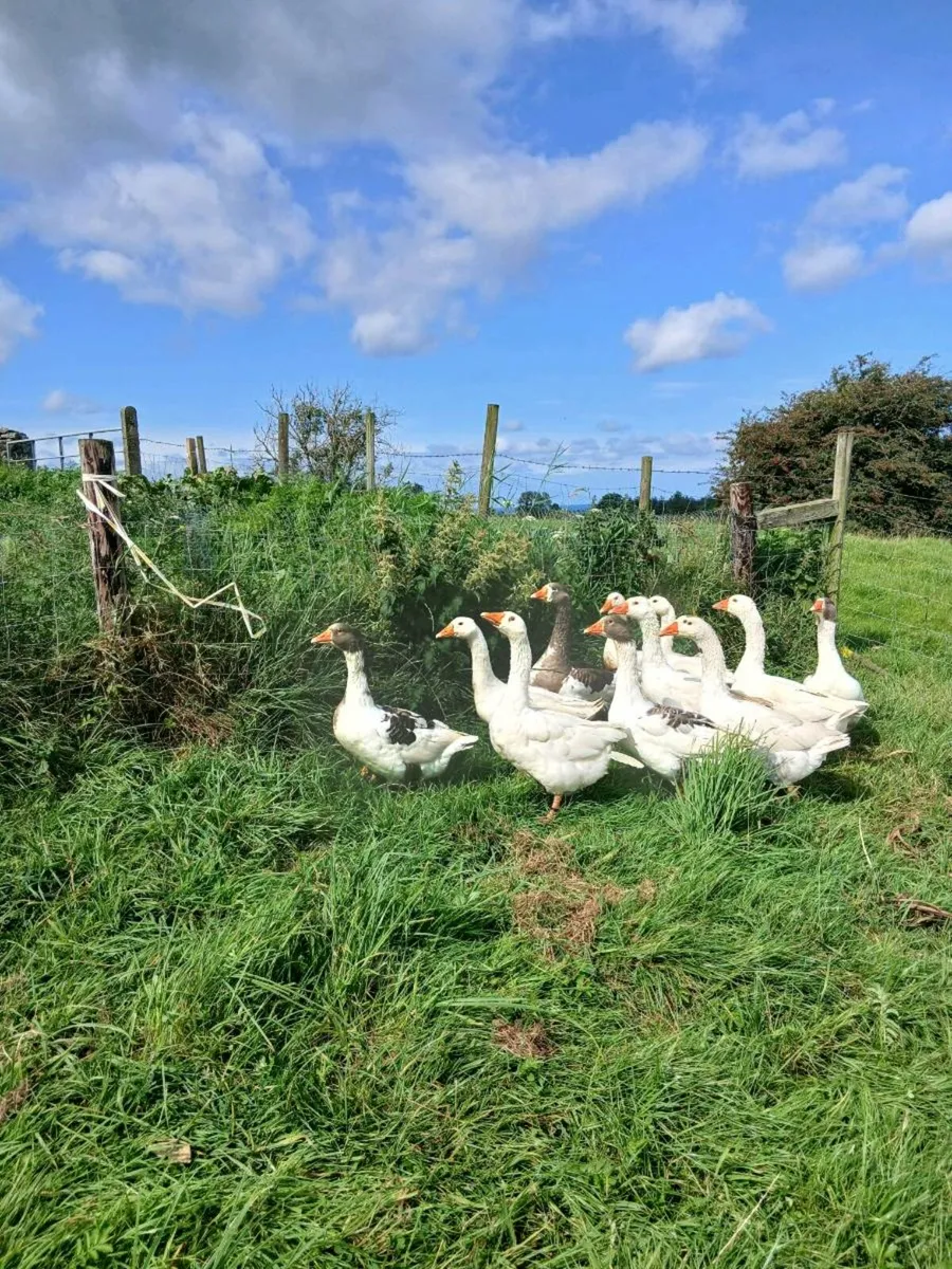 Geese for sale - Image 3
