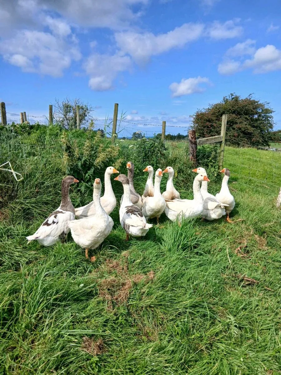 Geese for sale - Image 4