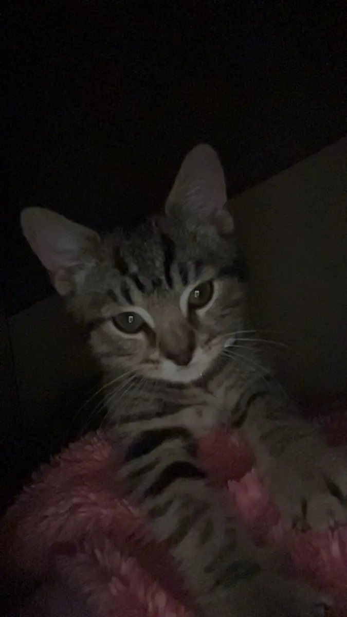 Cute gray kitten looking for a forever home - Image 1
