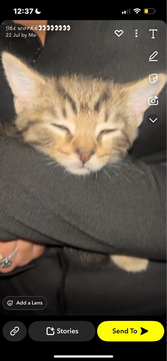 Cute gray kitten looking for a forever home - Image 3