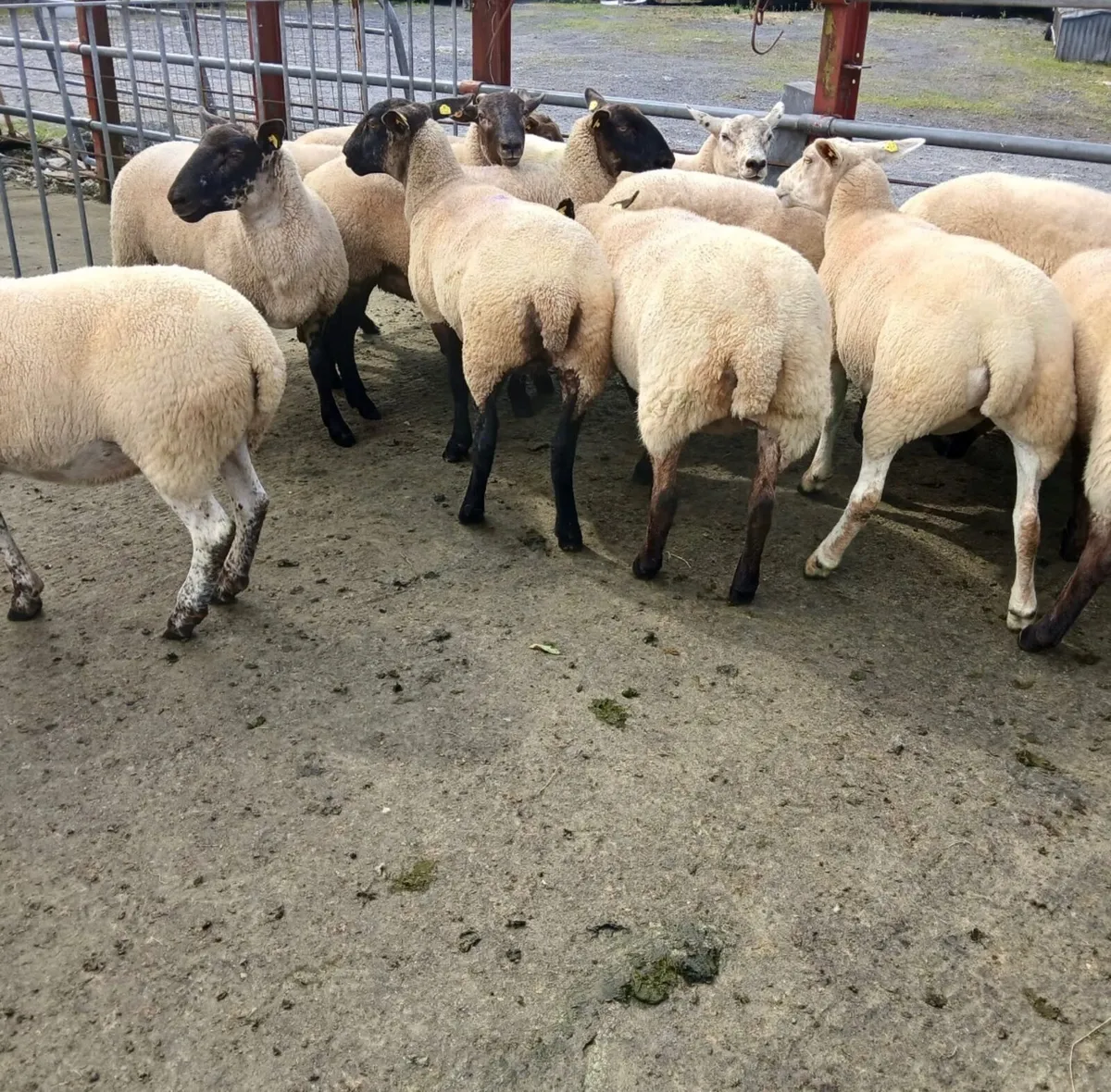 16 Crossbreed hoggets - Image 1