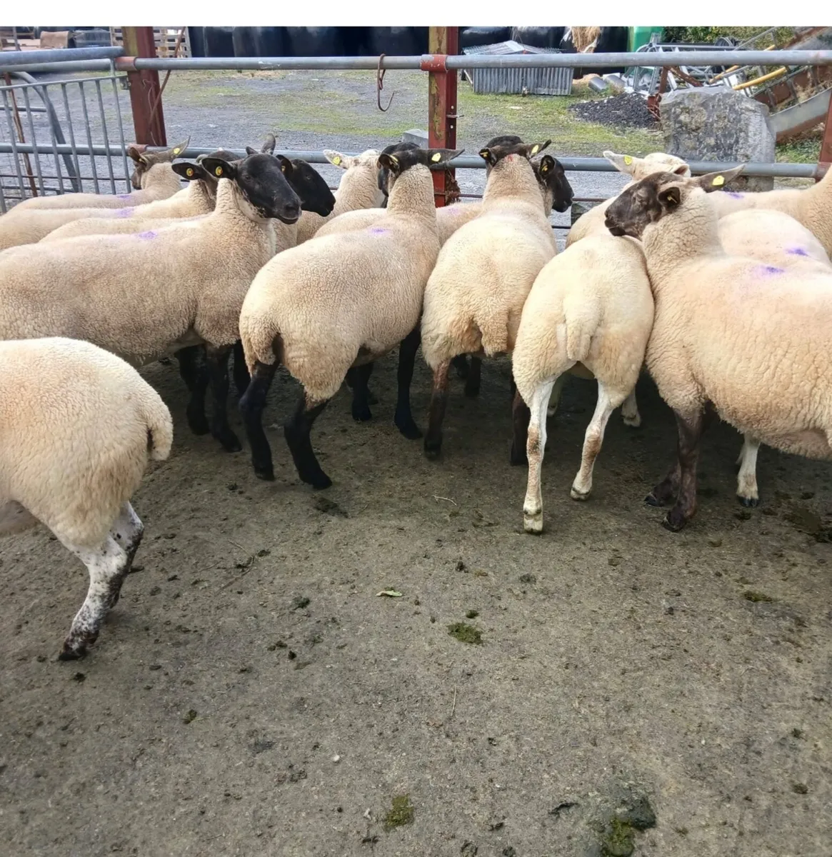 16 Crossbreed hoggets - Image 2