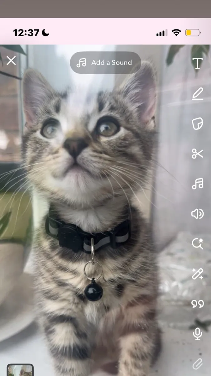 Cute gray kitten looking for a forever home - Image 2