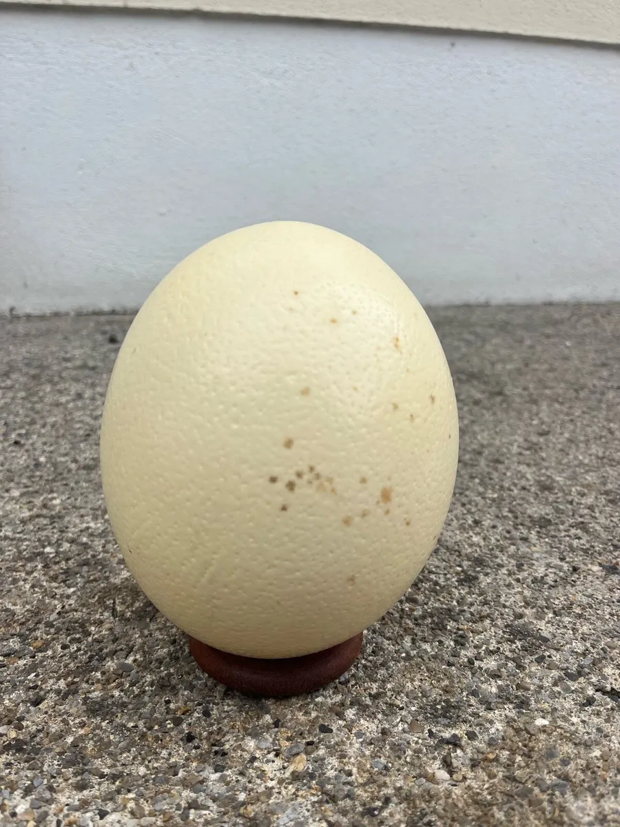 Ostrich egg shell - Image 1