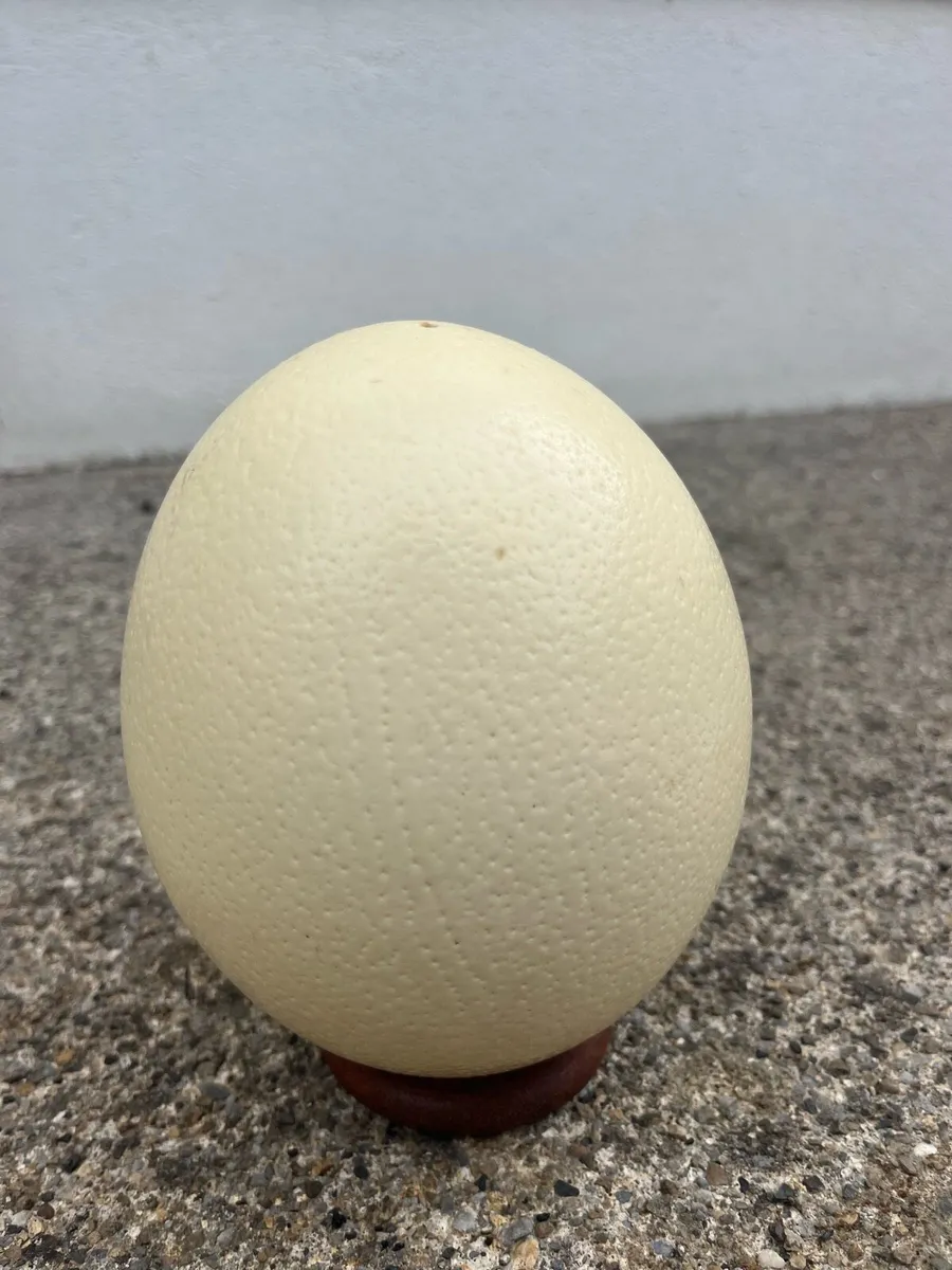 Ostrich egg shell - Image 2