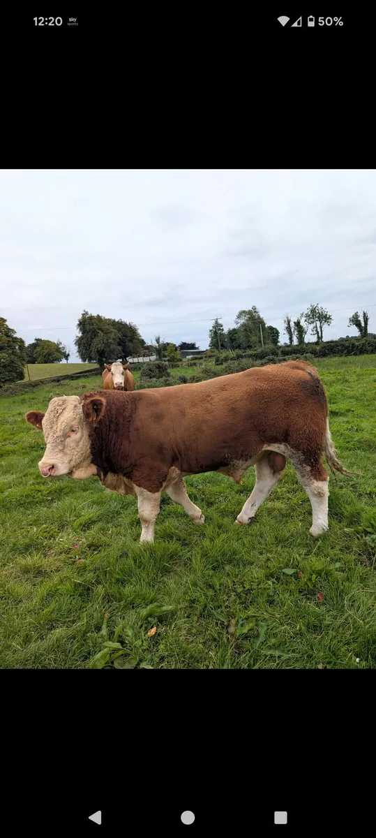 Pedigree Simmental Bull - Image 1