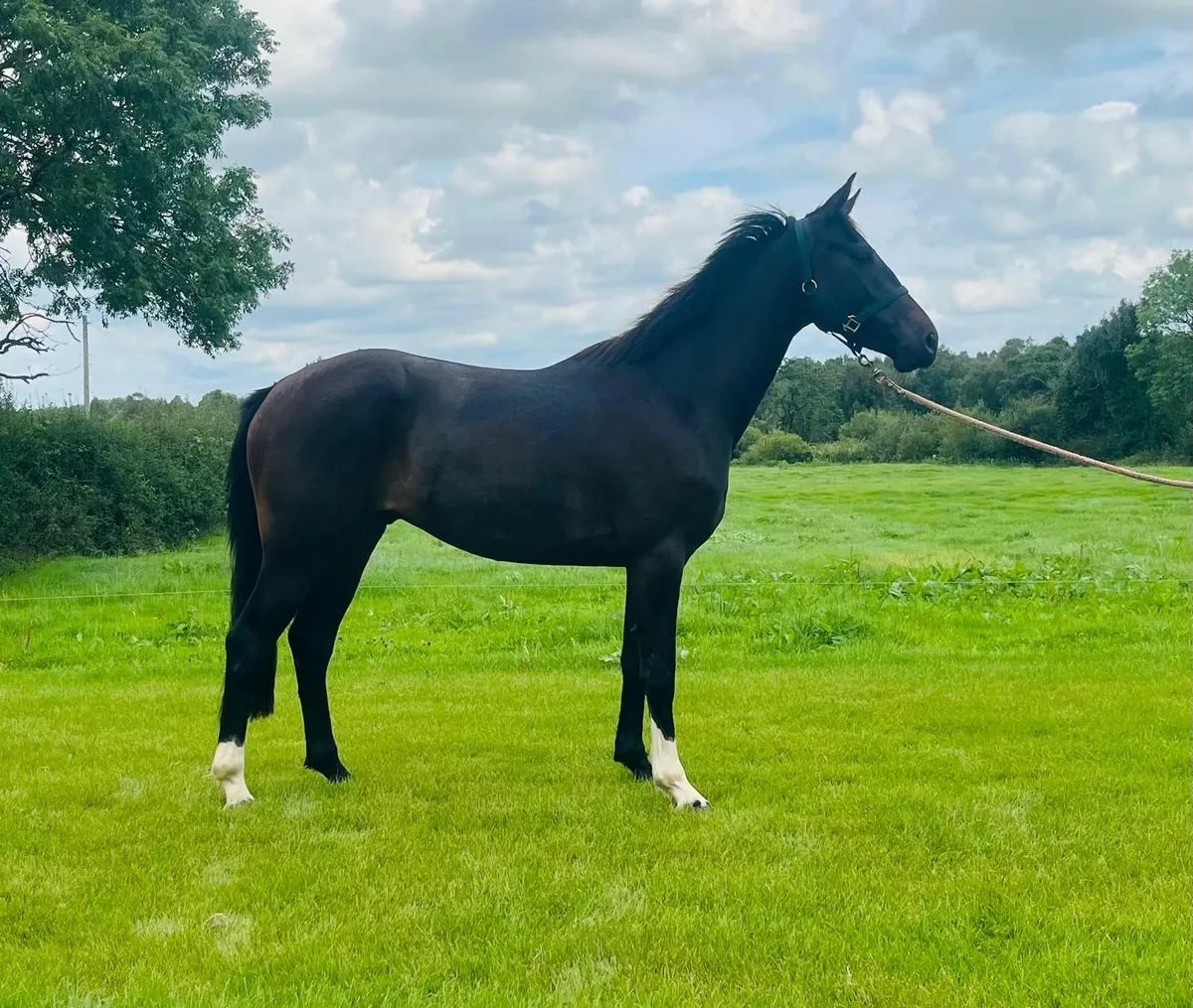 Horse - Image 1