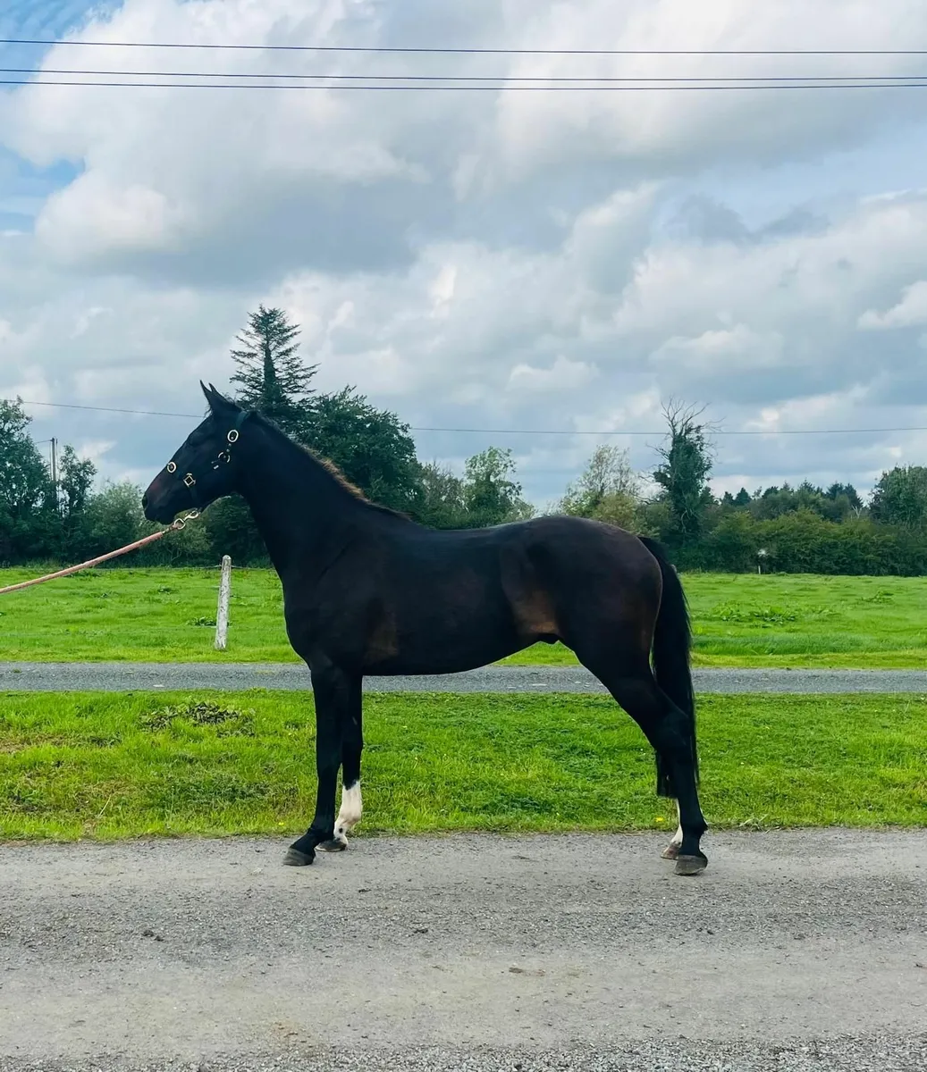 Horse - Image 2
