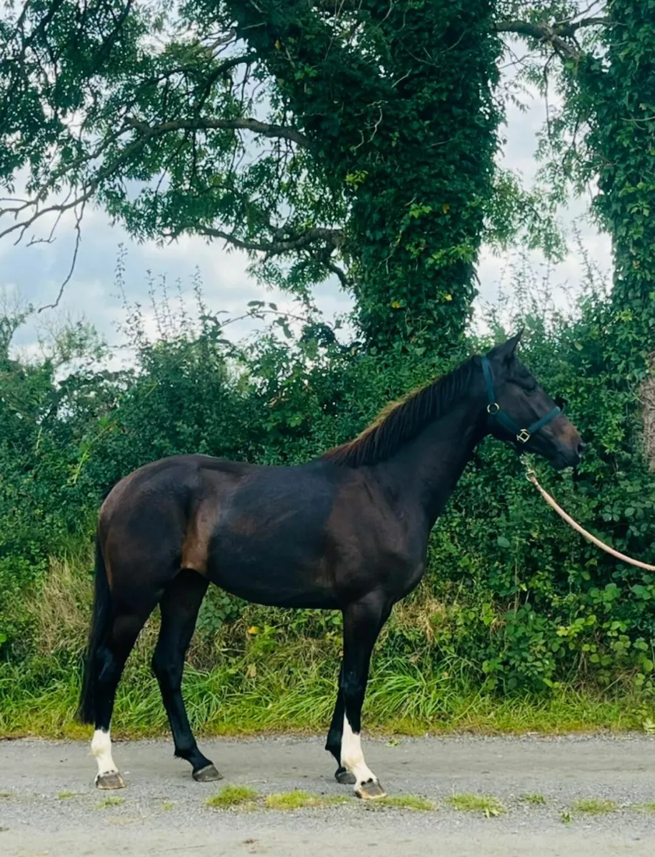 Horse - Image 3
