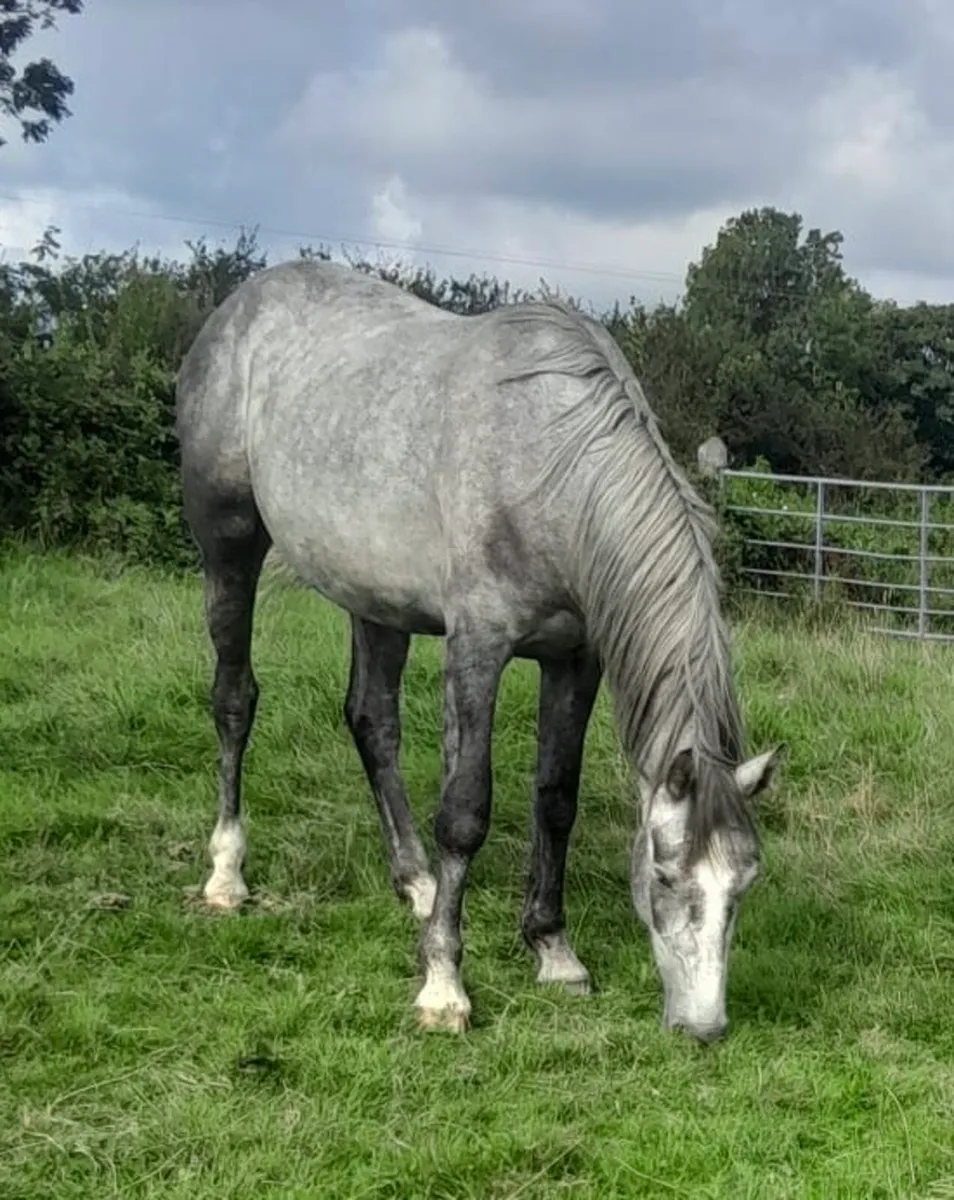 Grey Sports Horse - Image 2