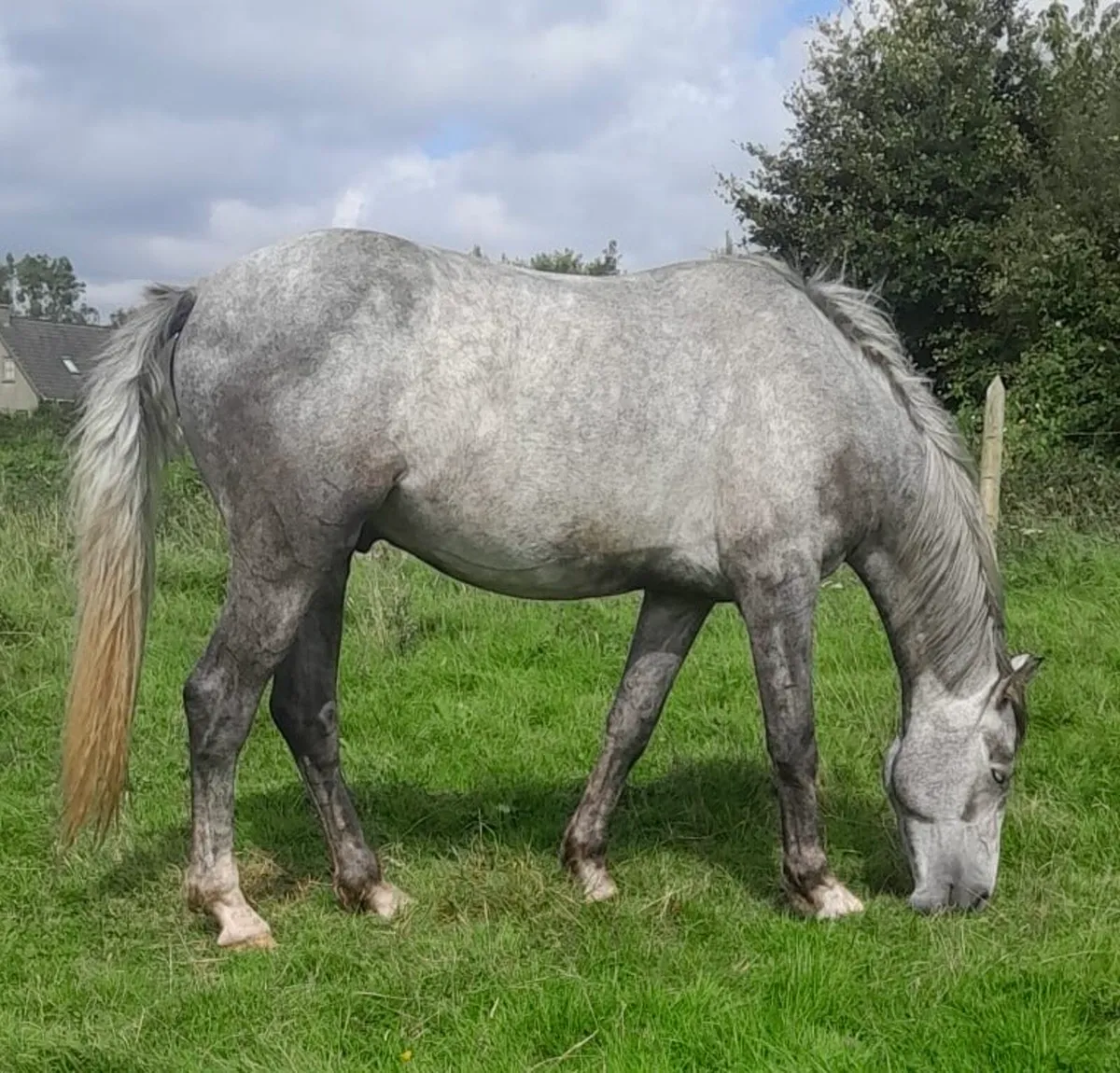 Grey Sports Horse - Image 1
