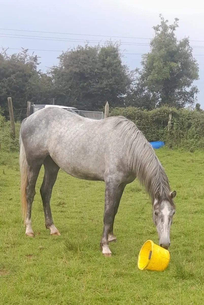 Grey Sports Horse - Image 3