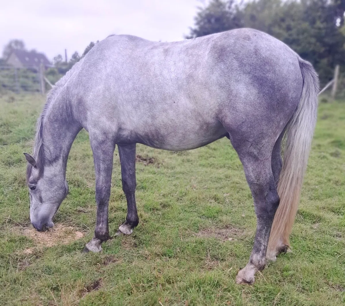 Grey Sports Horse - Image 4