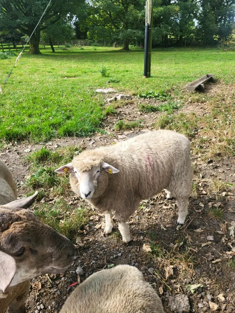 GALWAY RAM LAMB - Image 1