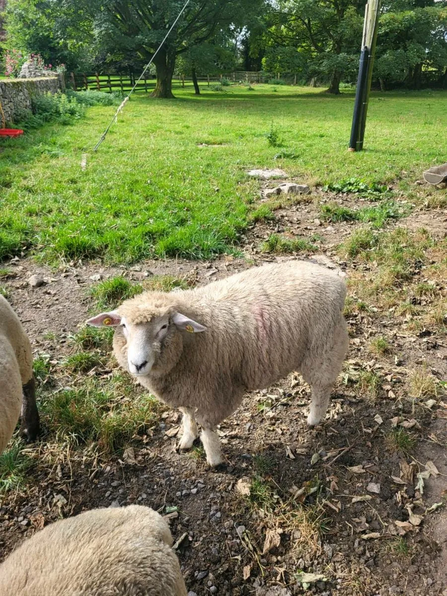 GALWAY RAM LAMB - Image 2