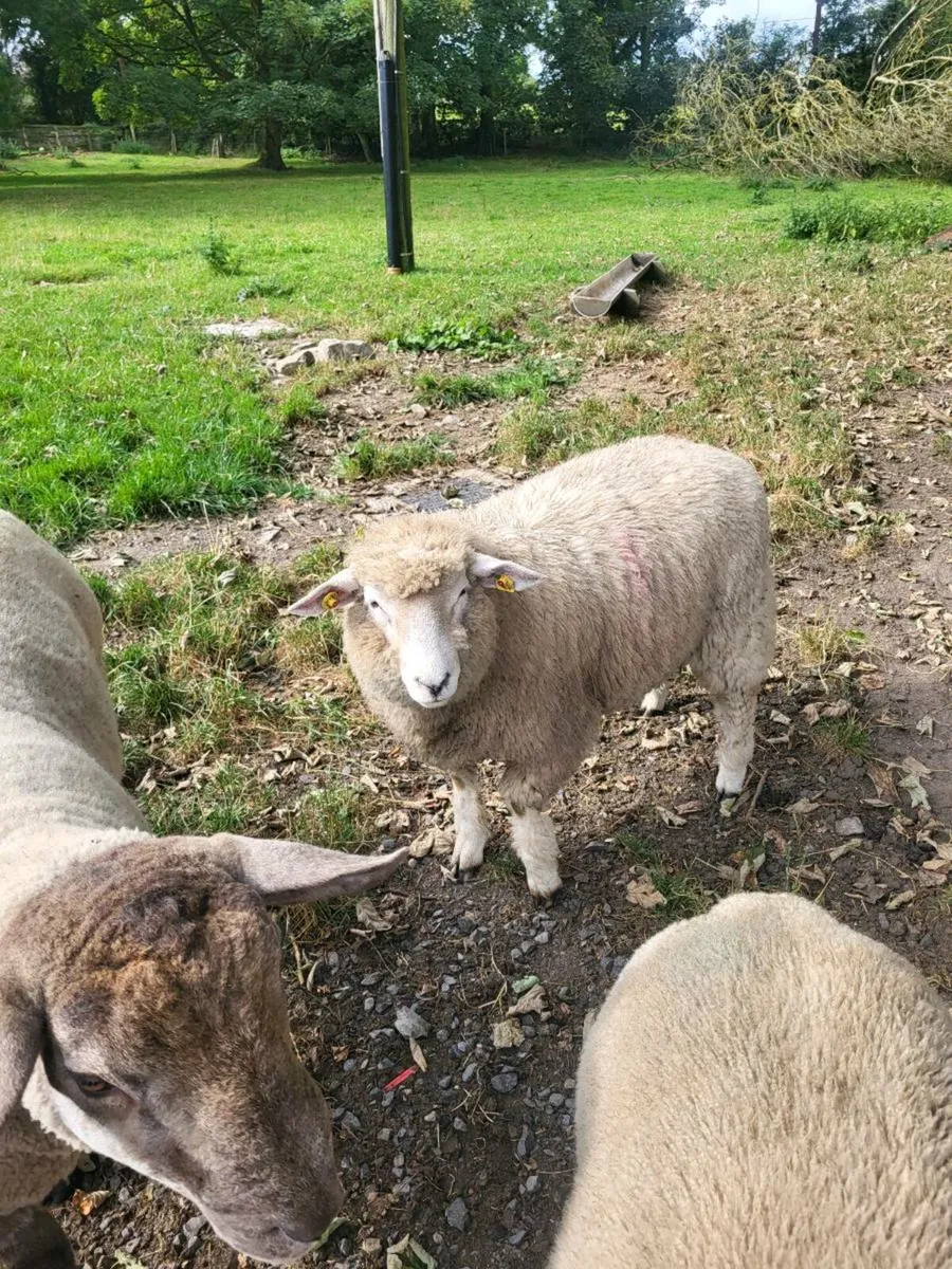 GALWAY RAM LAMB - Image 3