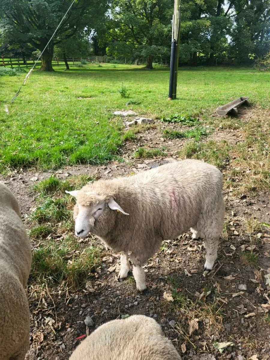GALWAY RAM LAMB - Image 4