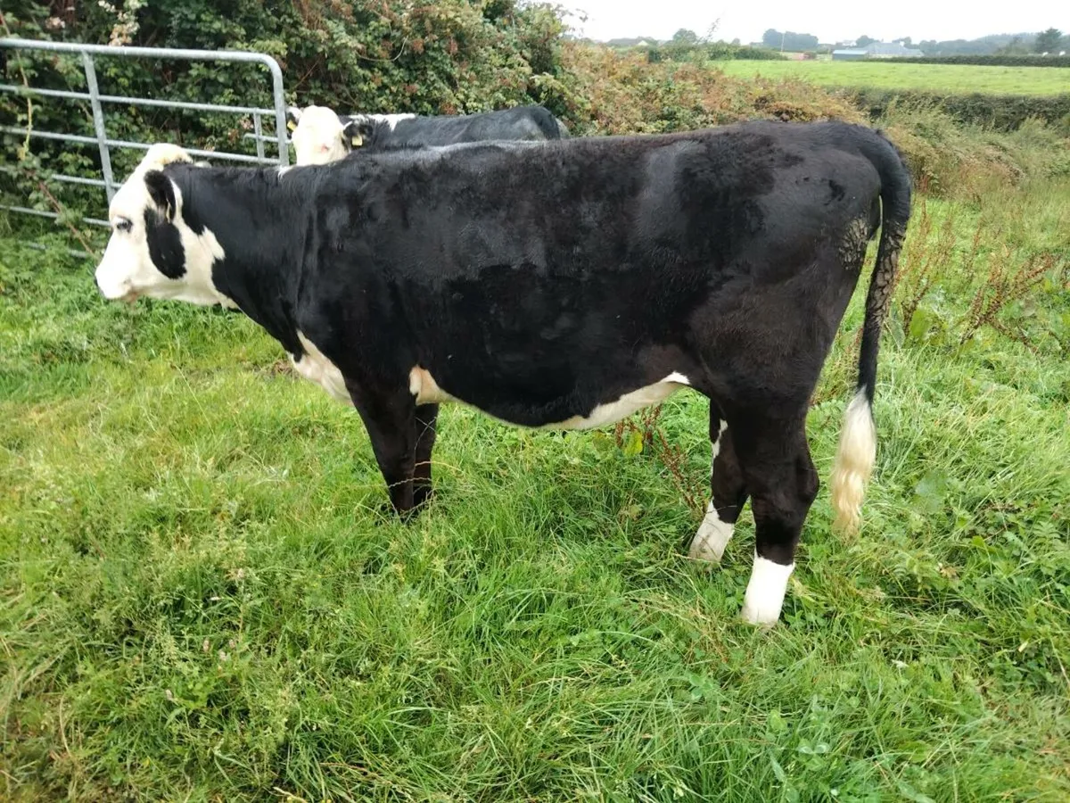 Herford Heifers - Image 1