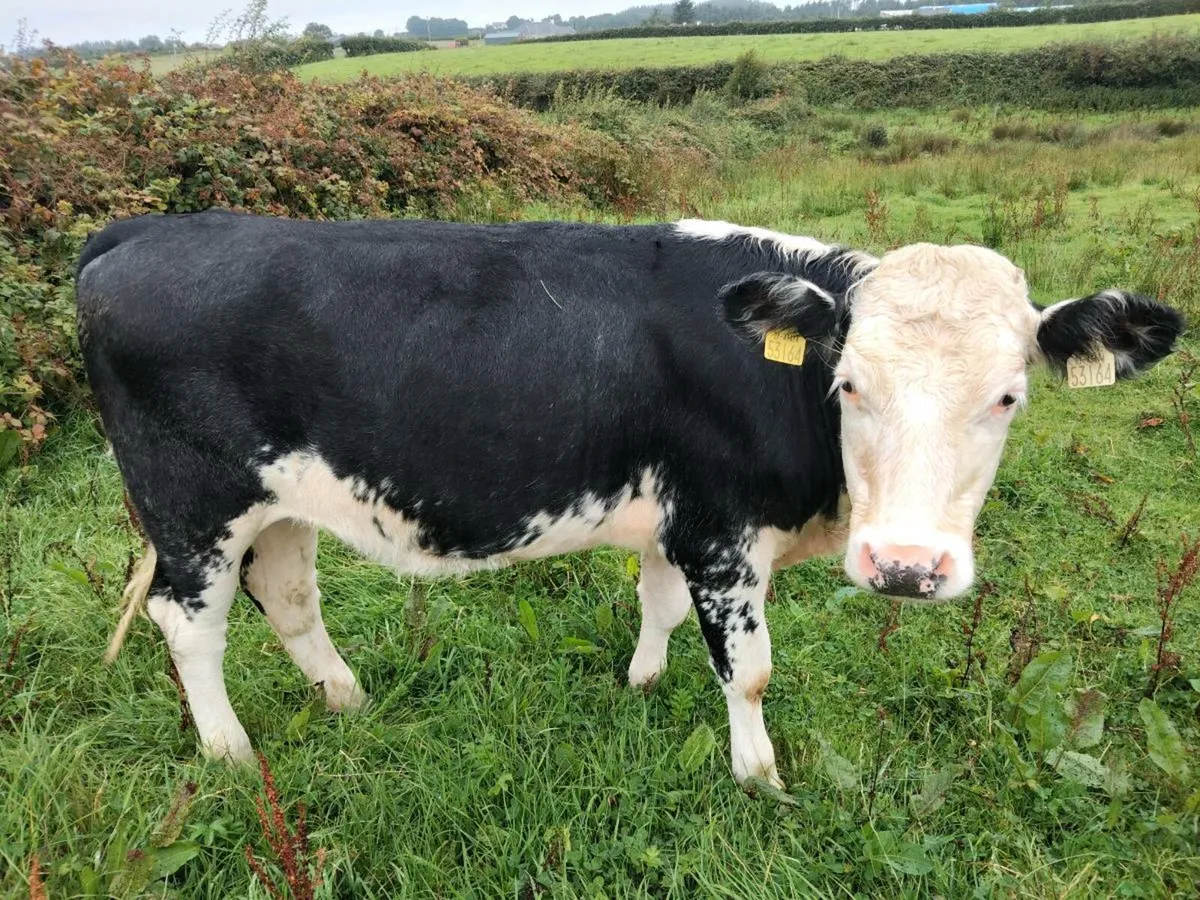 Herford Heifers - Image 2