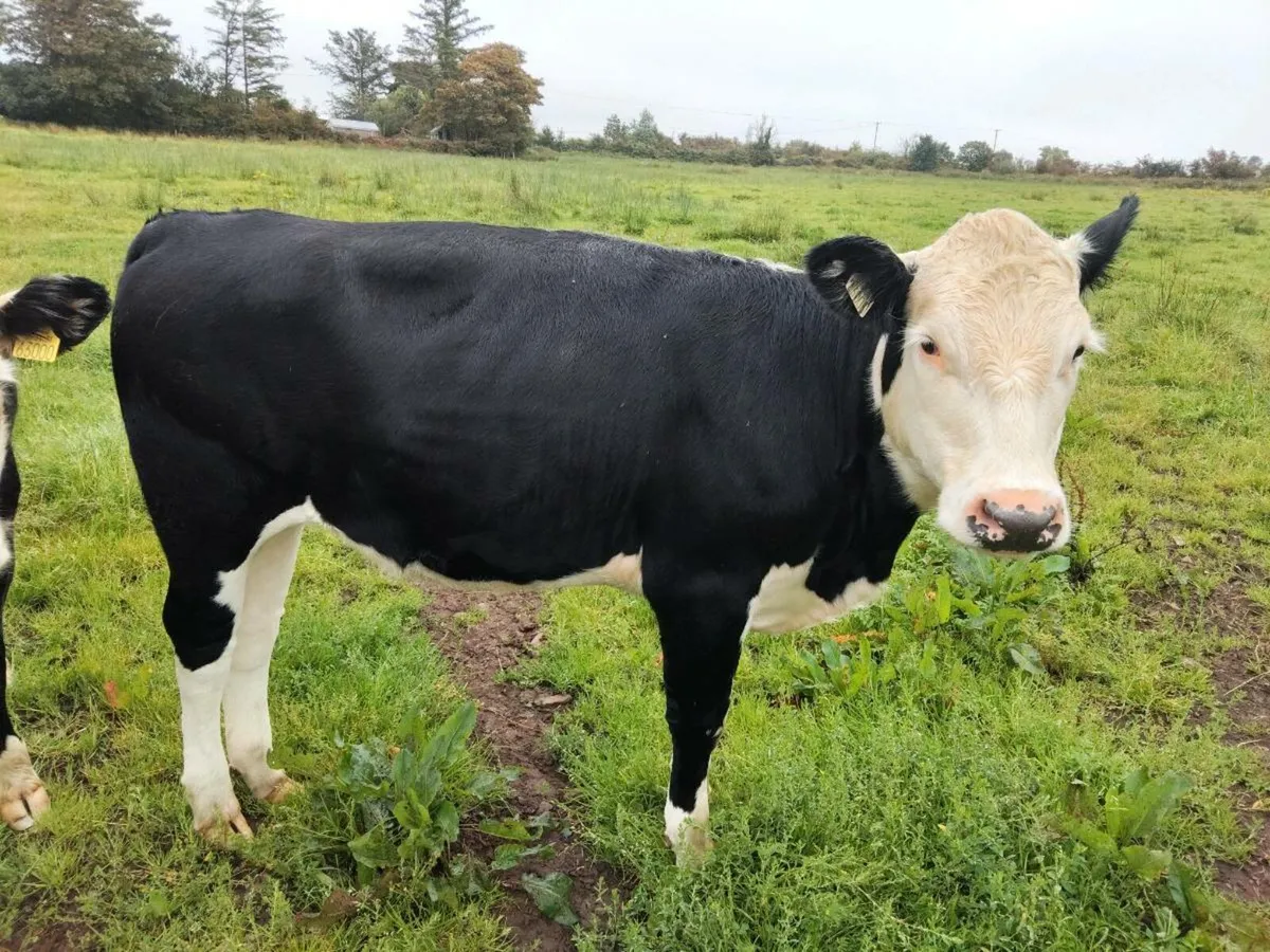 Herford Heifers - Image 3