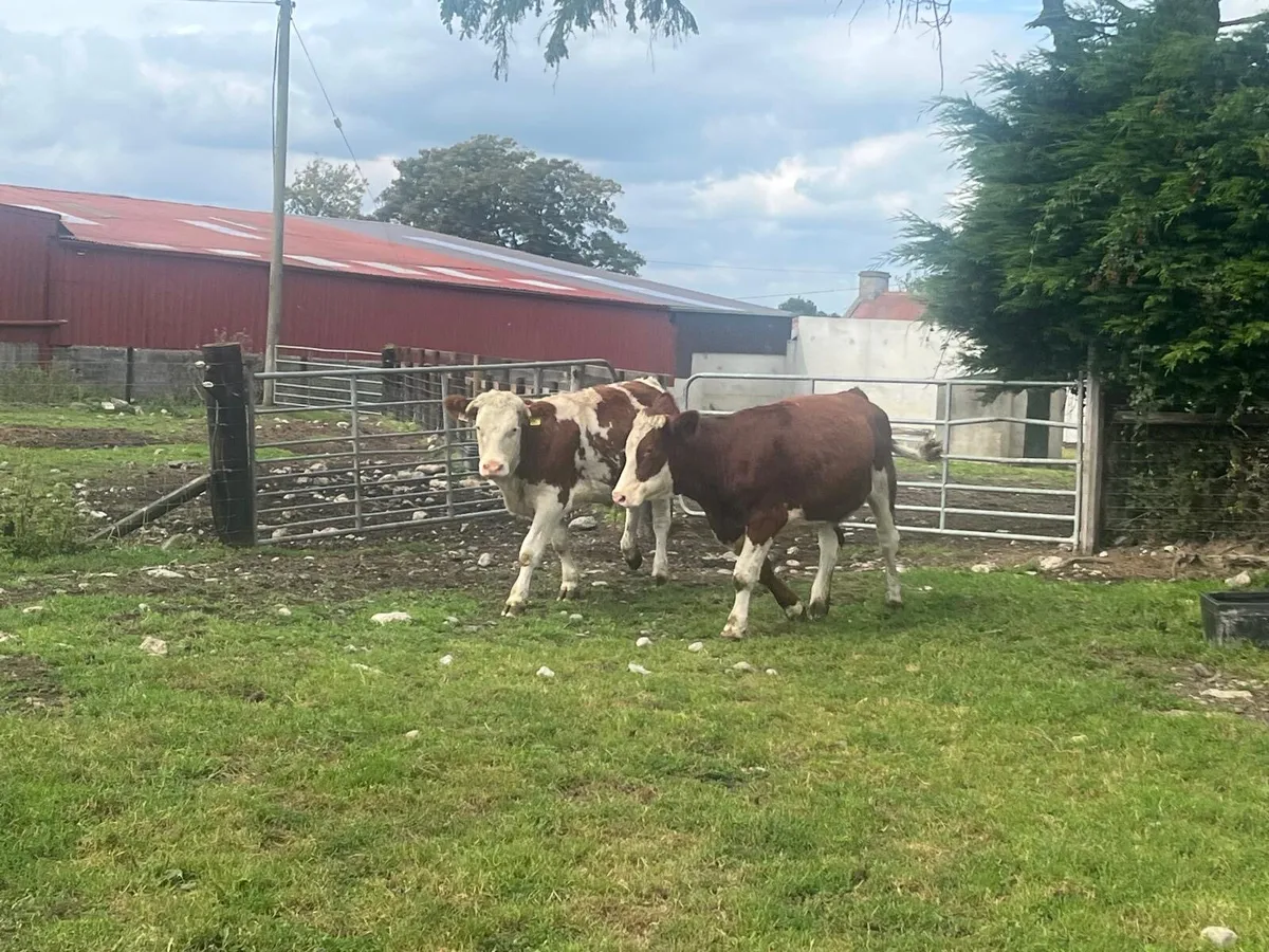 2 super red  Simmental breeding  heifers - Image 1