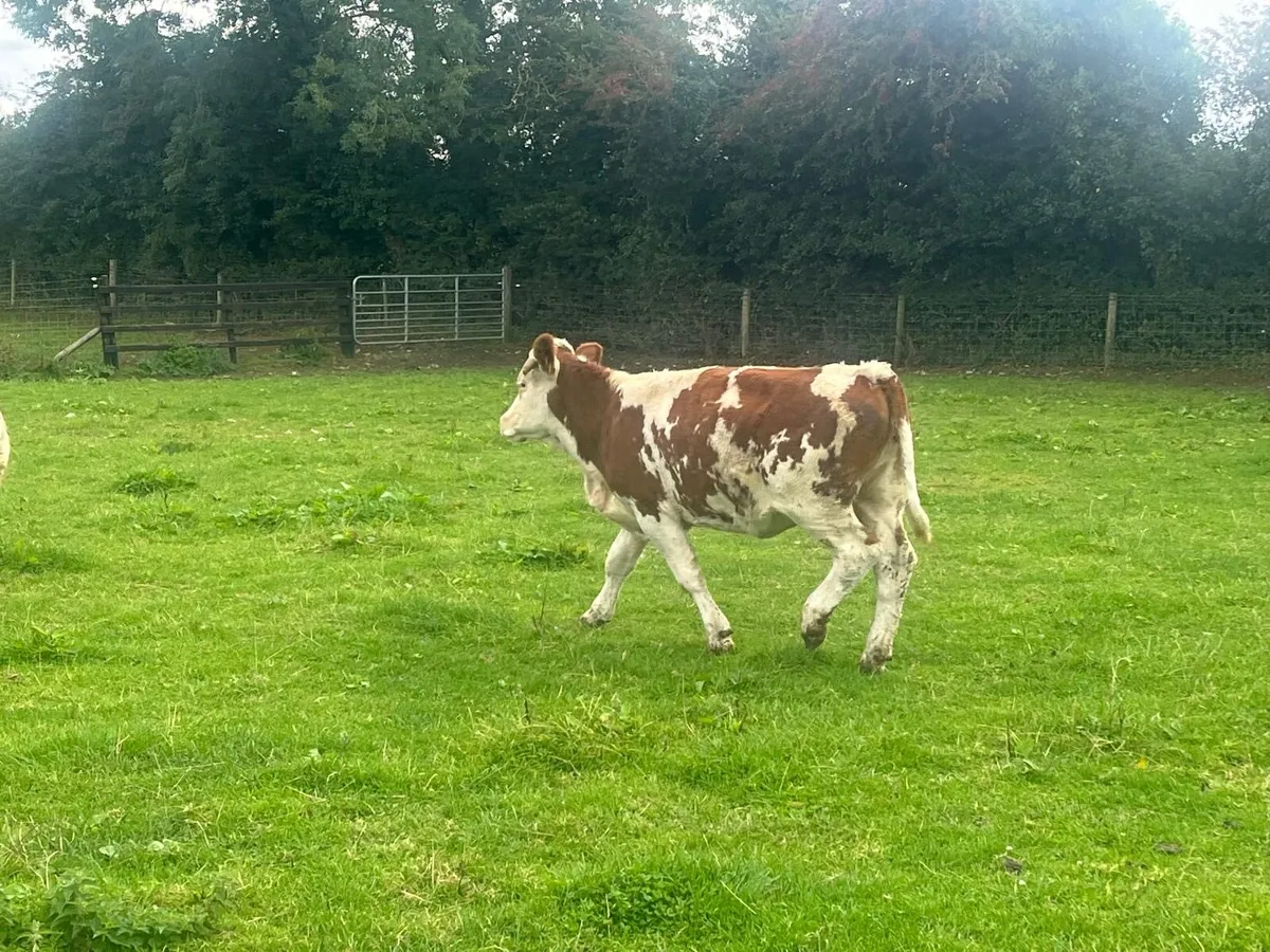 2 super red  Simmental breeding  heifers - Image 2