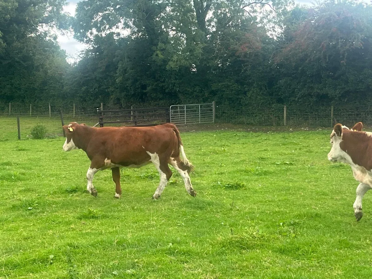 2 super red  Simmental breeding  heifers - Image 3