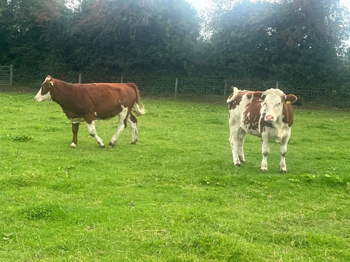 2 super red  Simmental breeding  heifers - Image 4