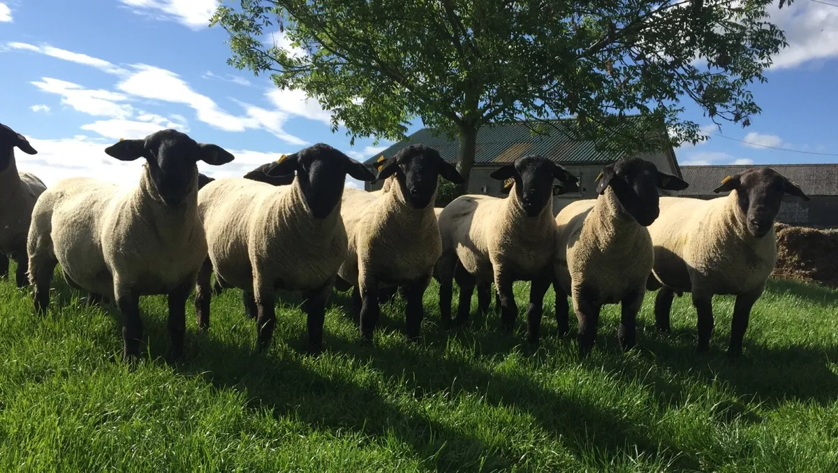 Pedigree & Hybrid Suffolk Rams (SIS)